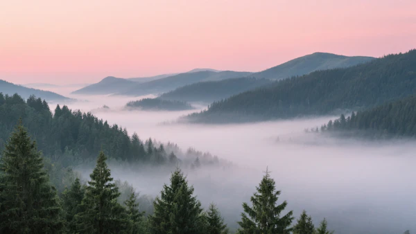 Misty Forested Valley
