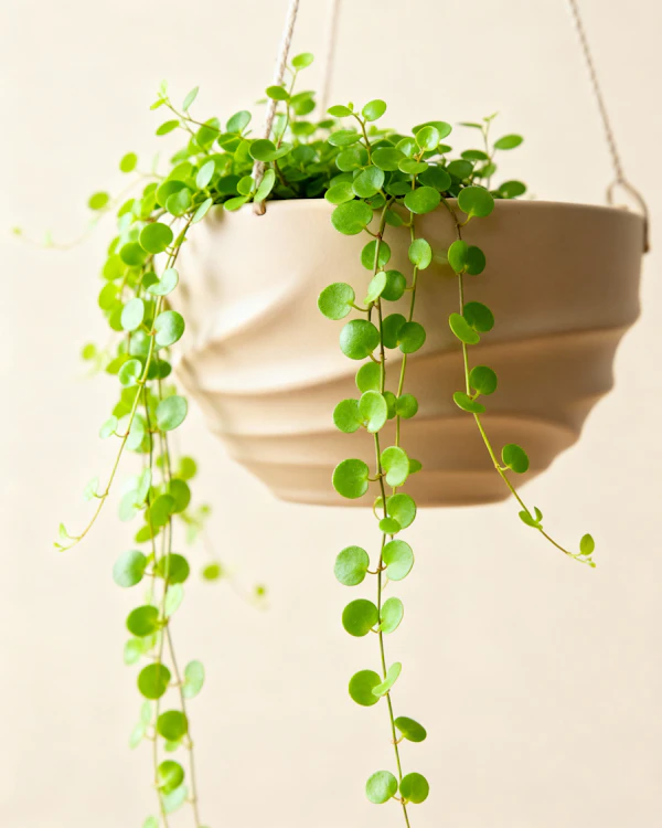 Hanging Plant Decor