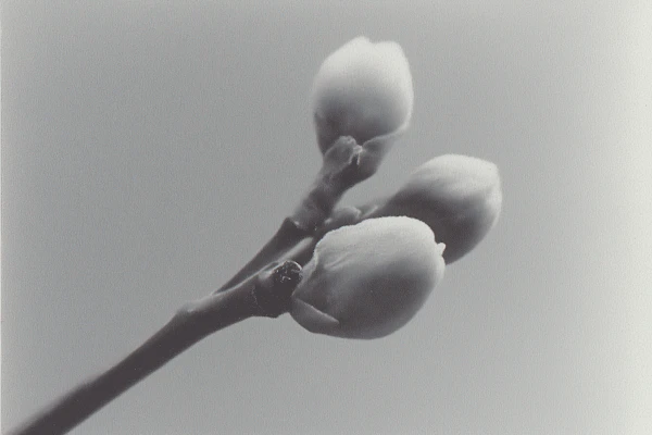 Budding Branch Close-Up