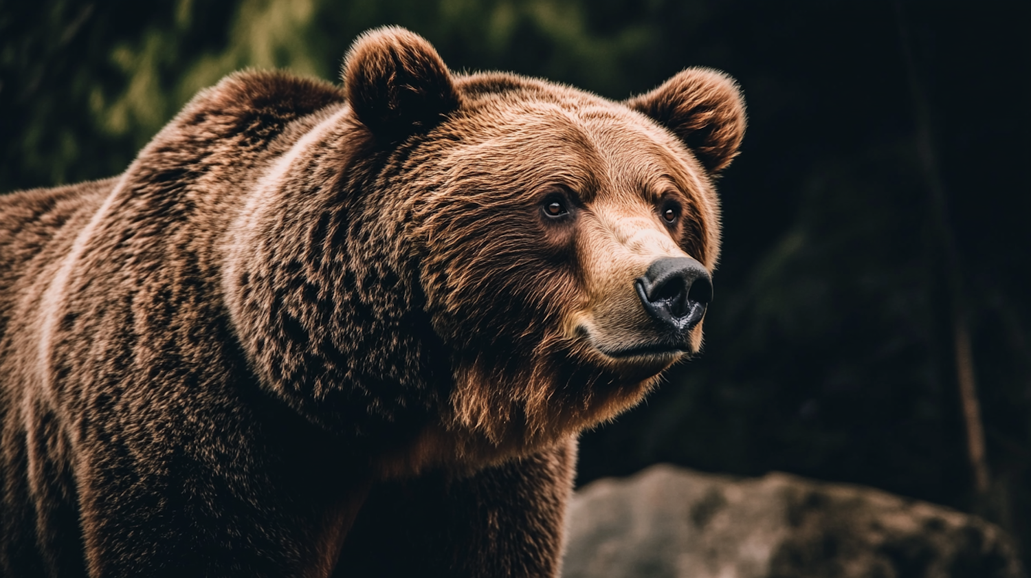 Close-up of a Brown Bear