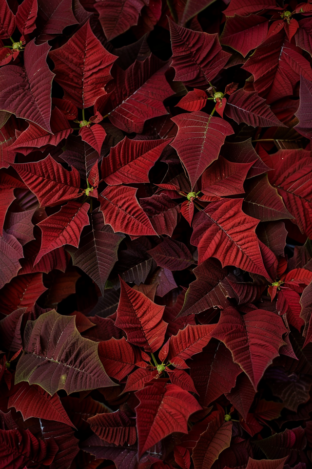 Poinsettia Leaves Arrangement