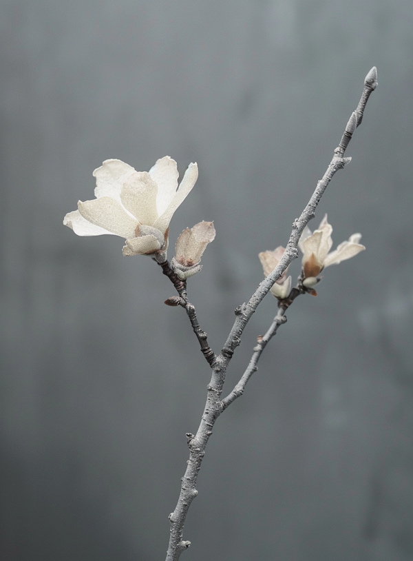 Budding Magnolia Flowers