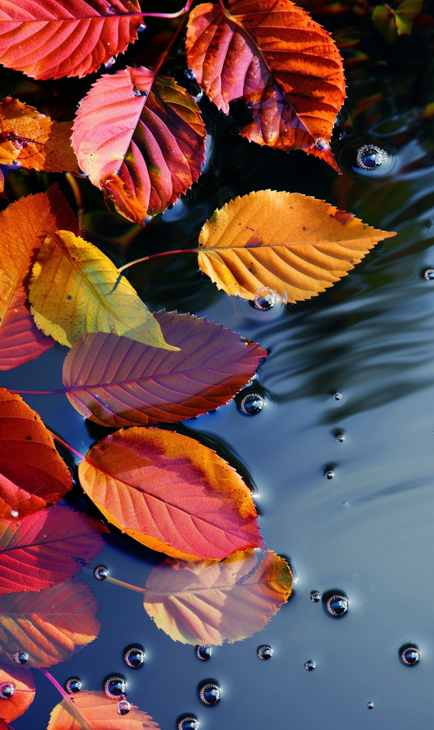 Autumn Leaves on Water