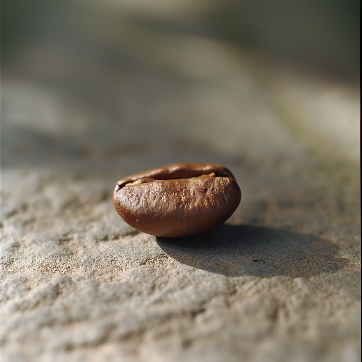 Single Coffee Bean on Textured Surface