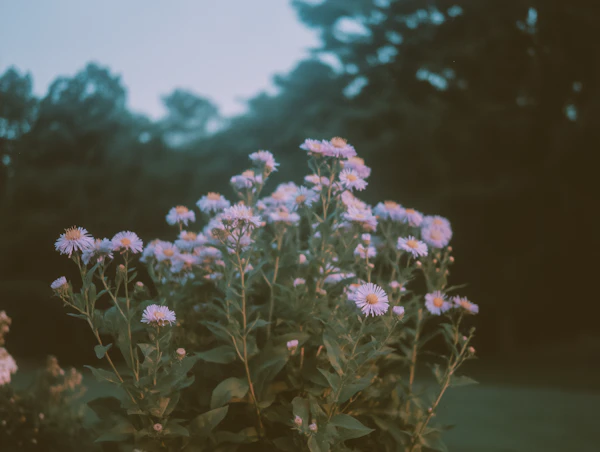 Purple Aster Flowers in Bloom