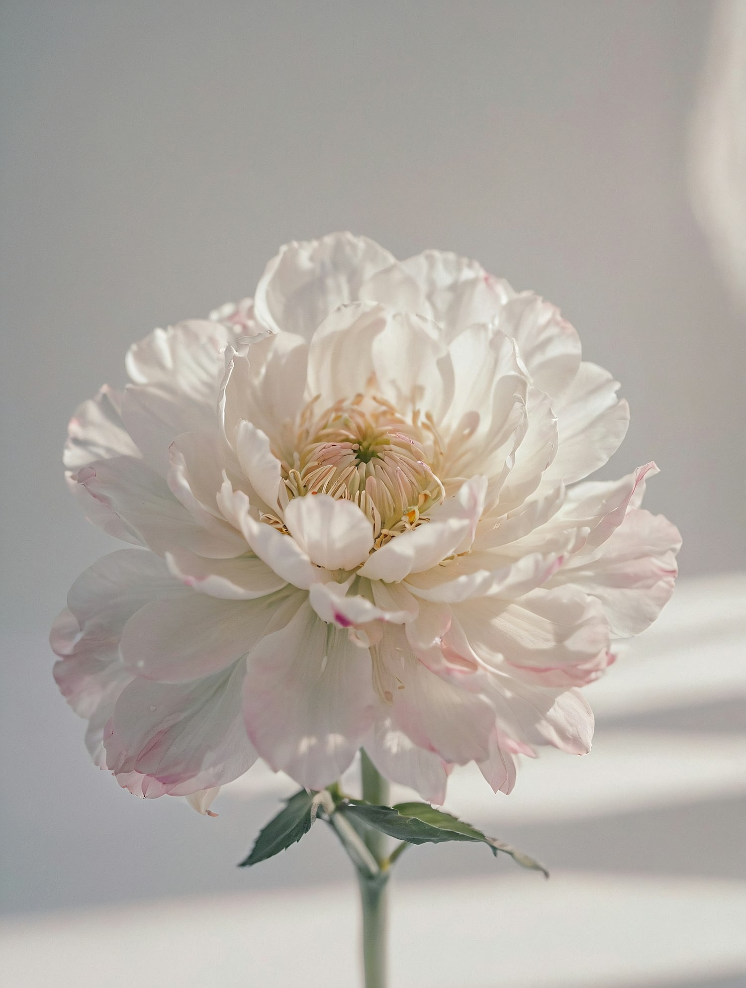 Elegant Flower with Soft White Petals