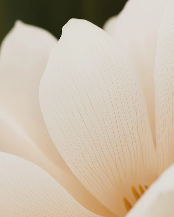 Delicate White Petals