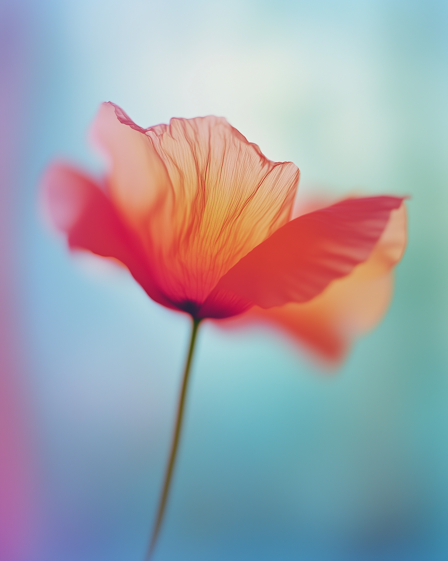 Delicate Flower Close-Up