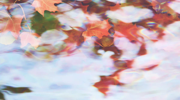 Autumn Leaves on Water