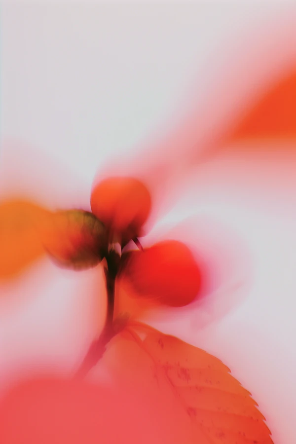 Abstract Plant Berries