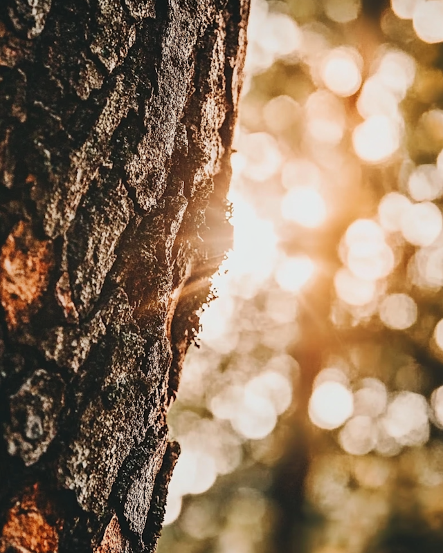 Close-up of Tree Trunk with Sunlit Bokeh