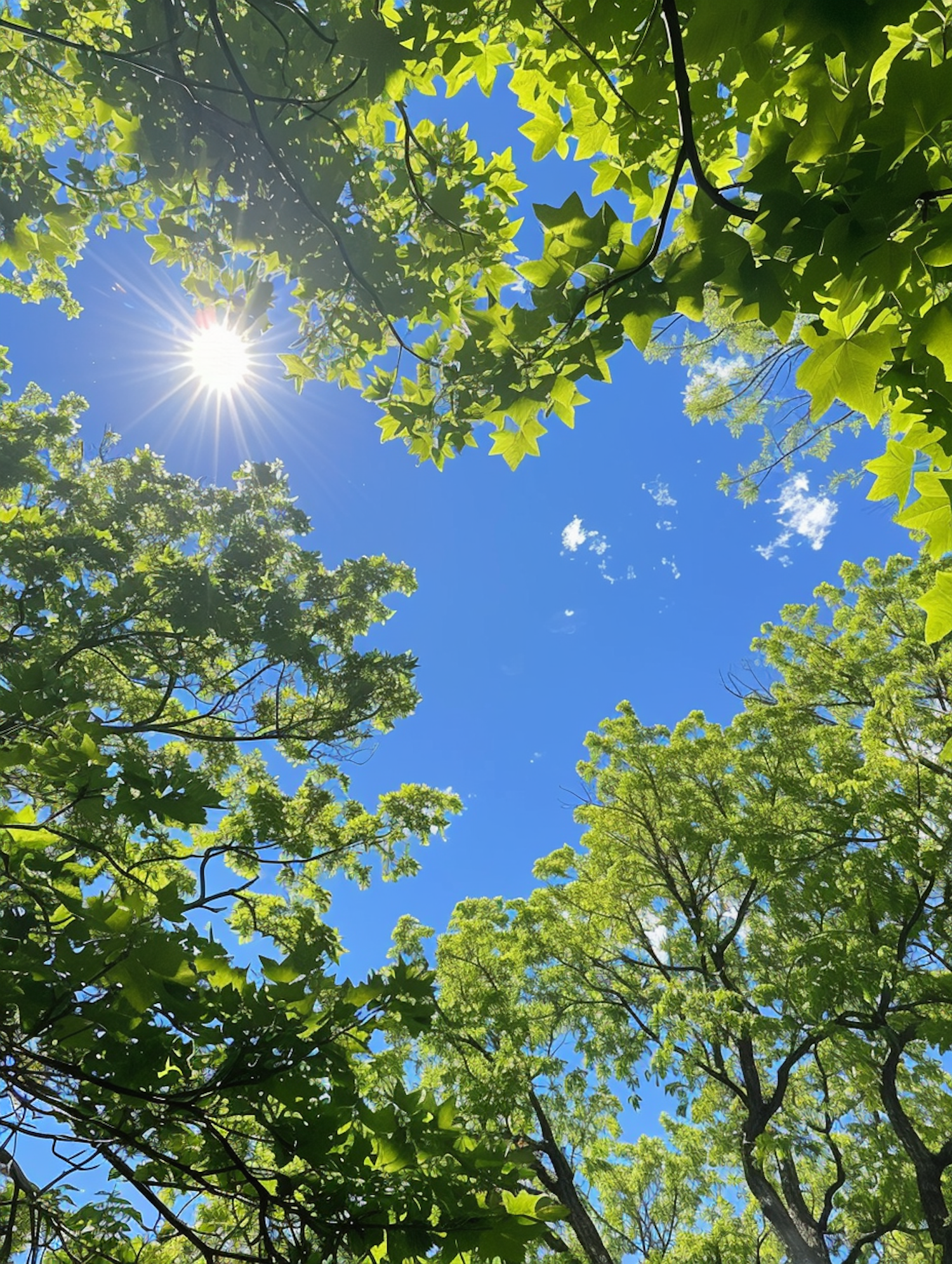 Sunburst through the Canopy