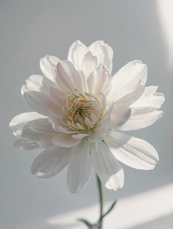 Elegant White Flower
