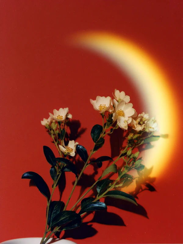 Floral Radiance on Red