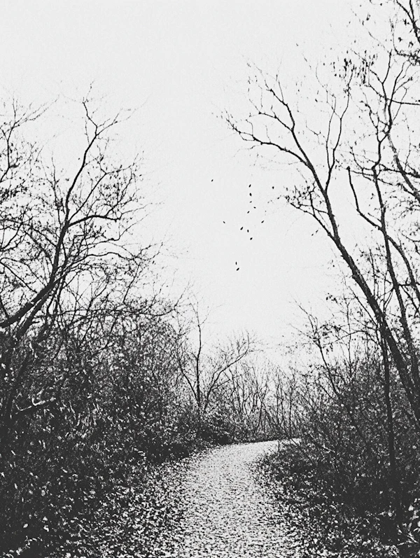 Winter Forest Path