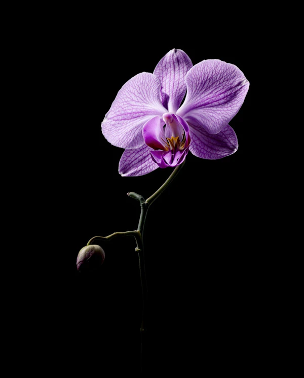 Purple Orchid Close-Up