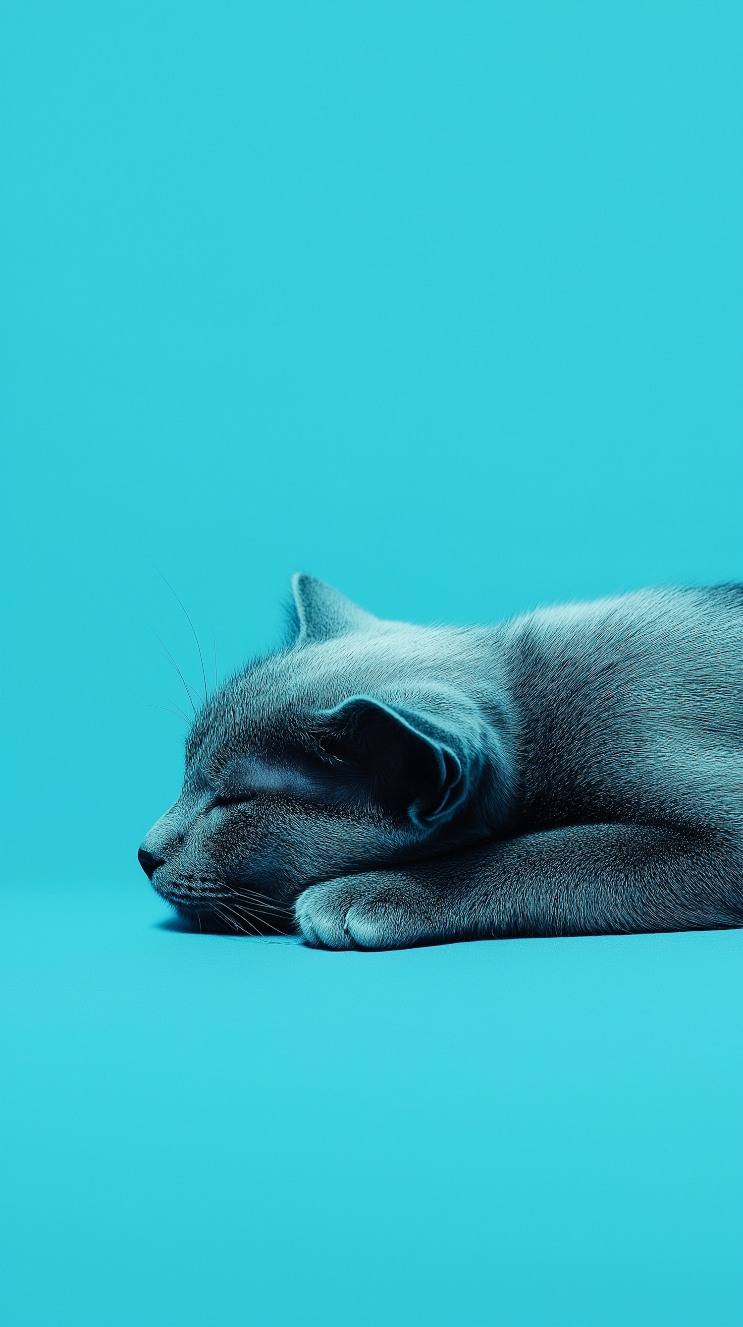 Sleeping Gray Cat on Turquoise Background