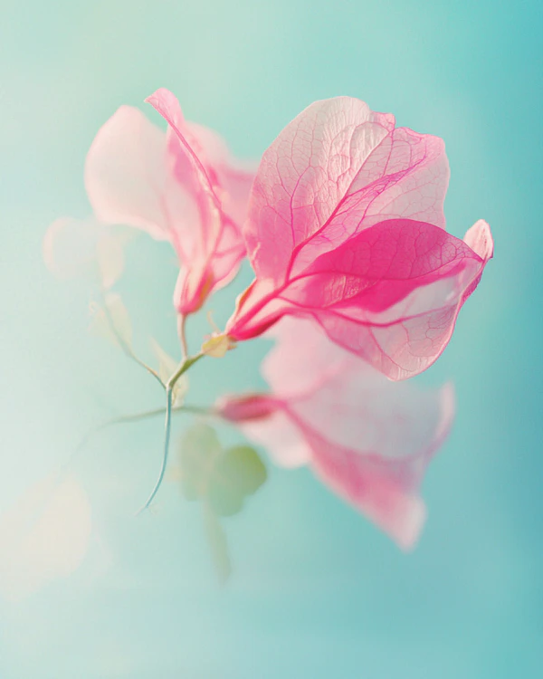 Bougainvillea Close-Up