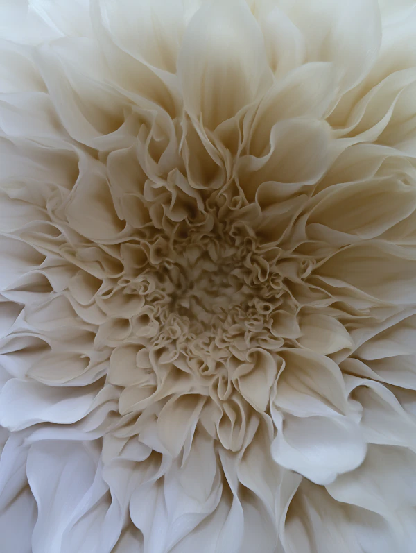 Cream Dahlia Close-Up