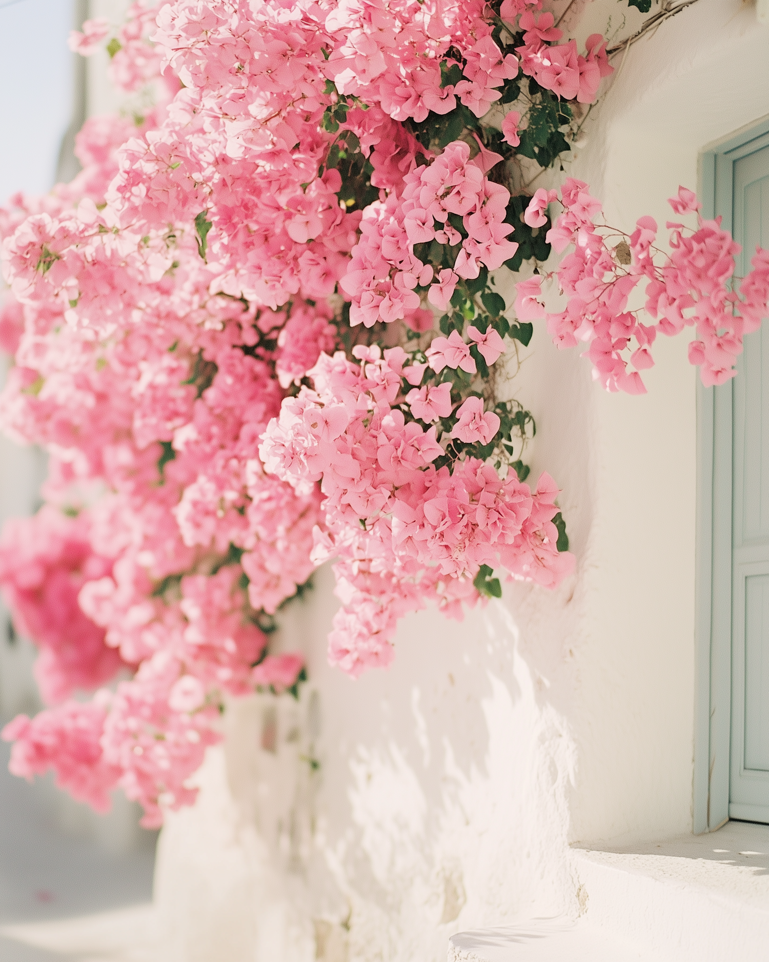 Bougainvillea on White Wall