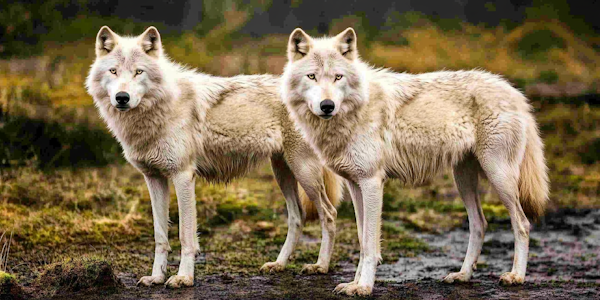 Majestic White Wolves