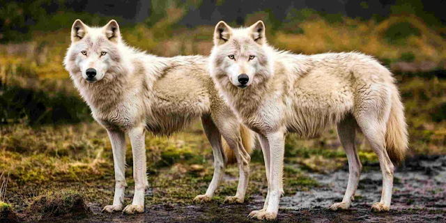 Majestic White Wolves