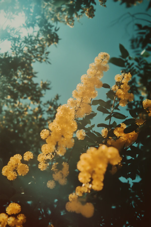 Golden Yellow Flowers