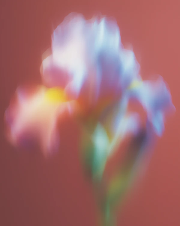 Dreamy Flower Gradient
