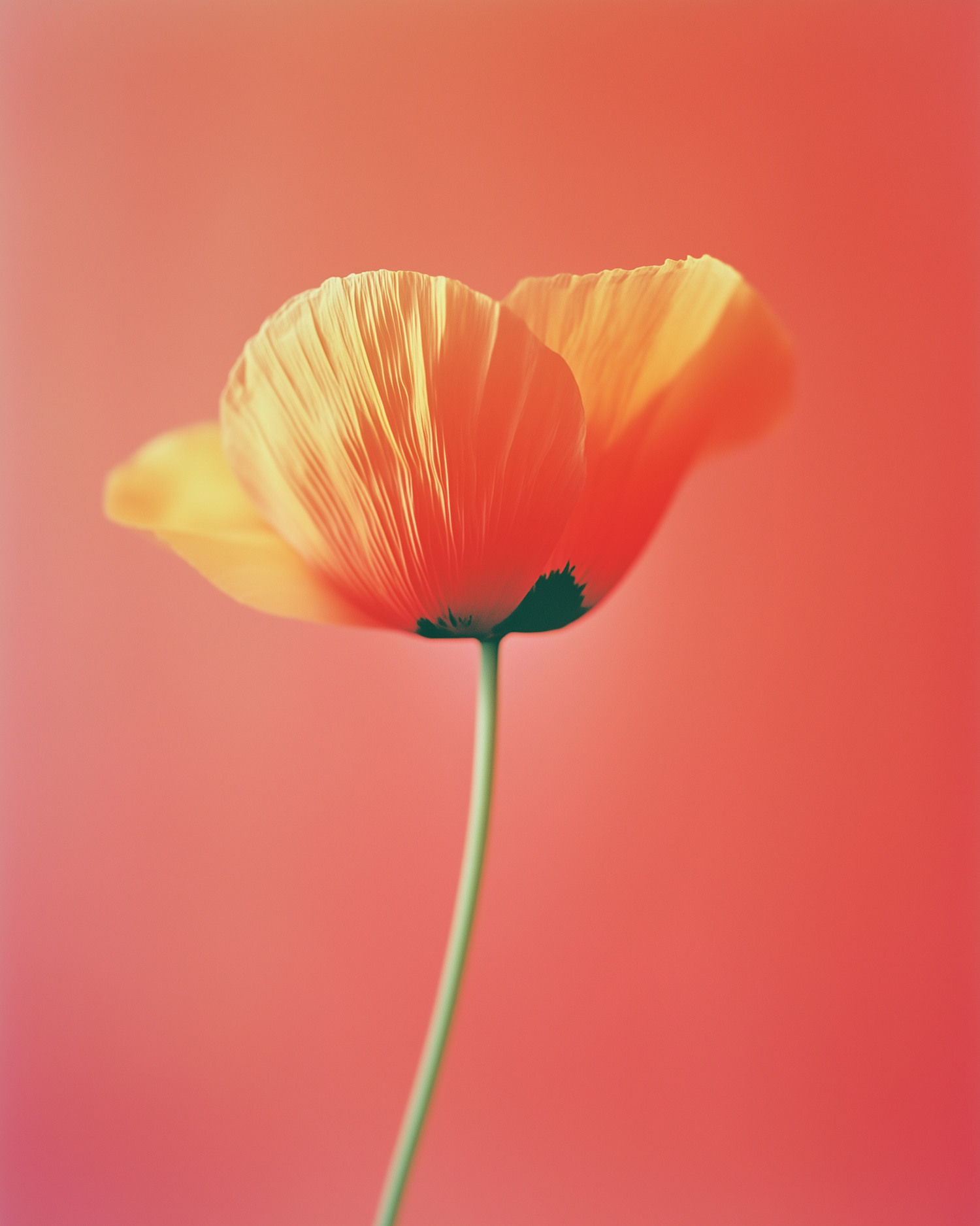 Vibrant Orange Poppy