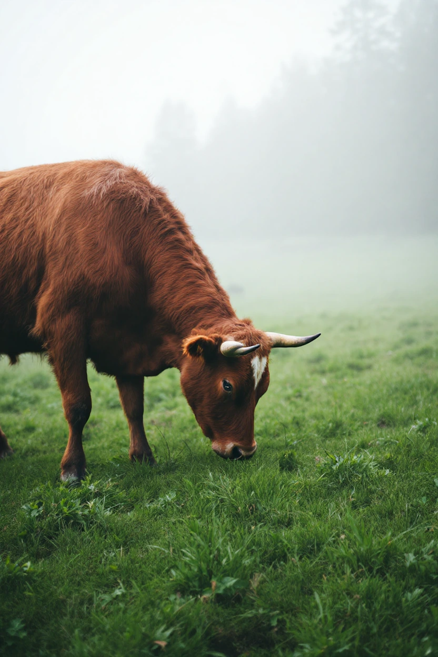 Brown Cow in Pasture