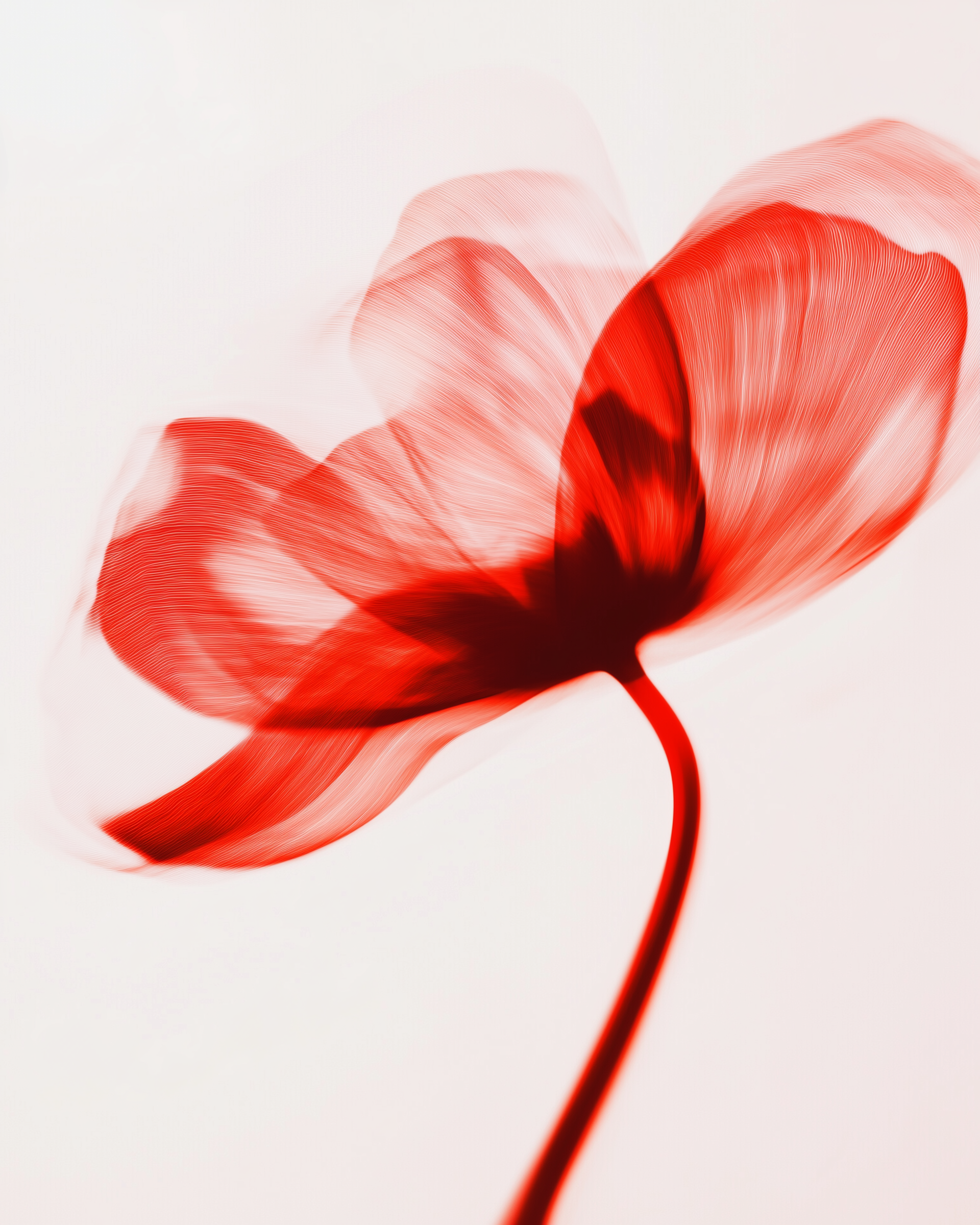 Abstract Red Flower Photo on Lummi