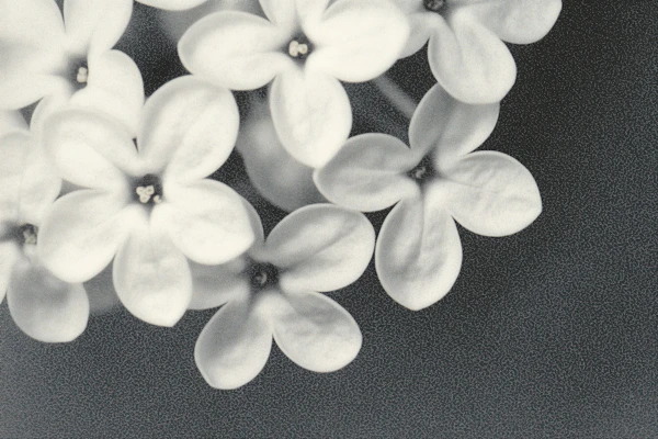 Delicate White Flowers