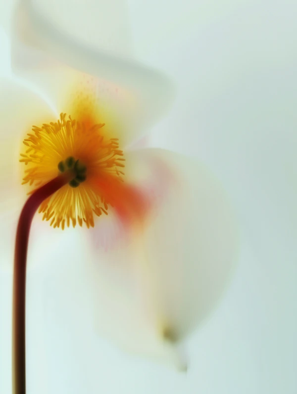 Artistic Flower Close-Up