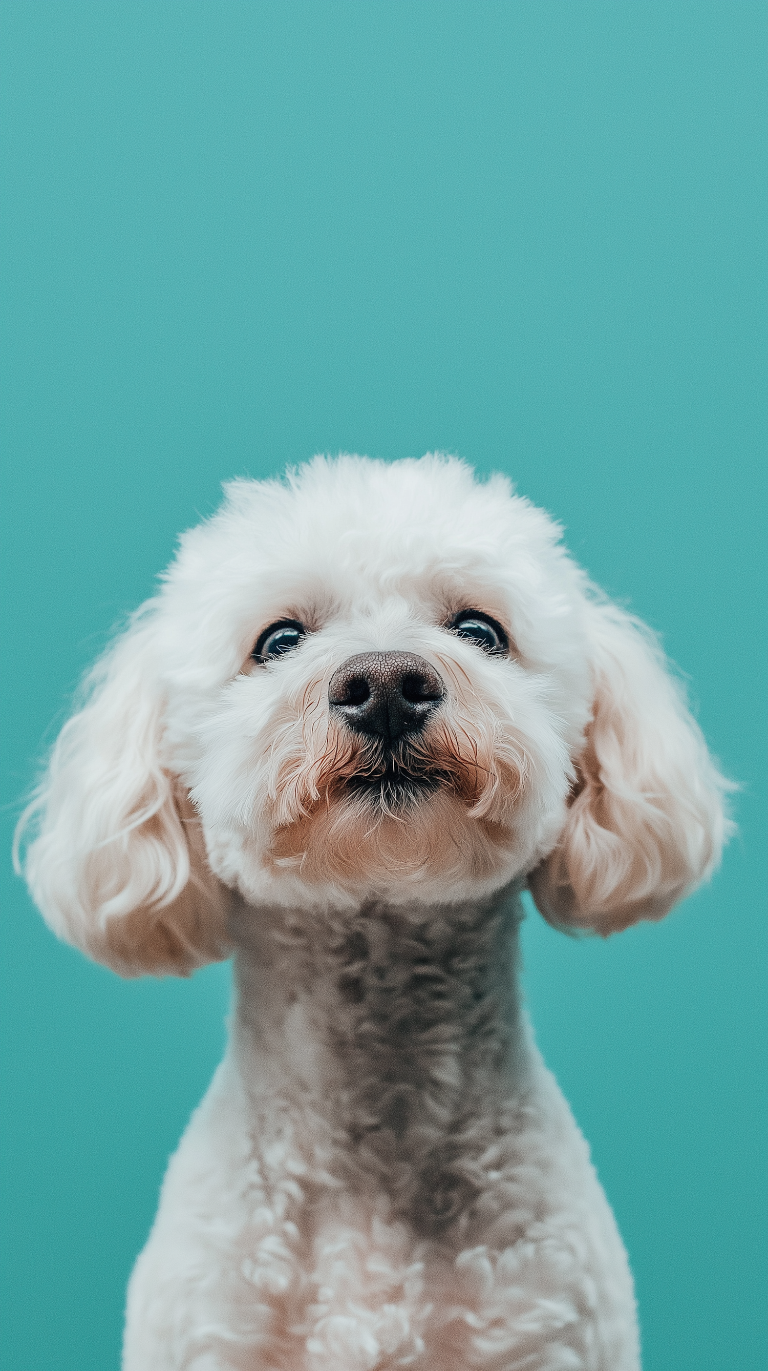 Inquisitive White Fluffy Dog Portrait