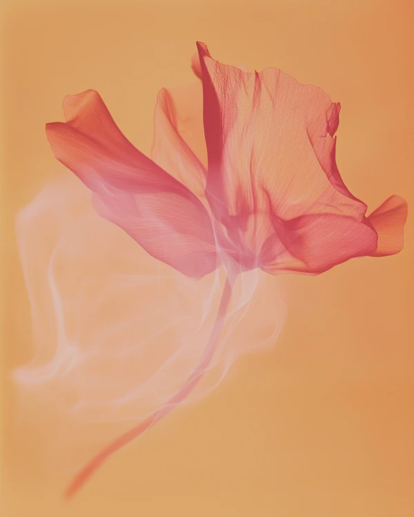 Ethereal Flower Art