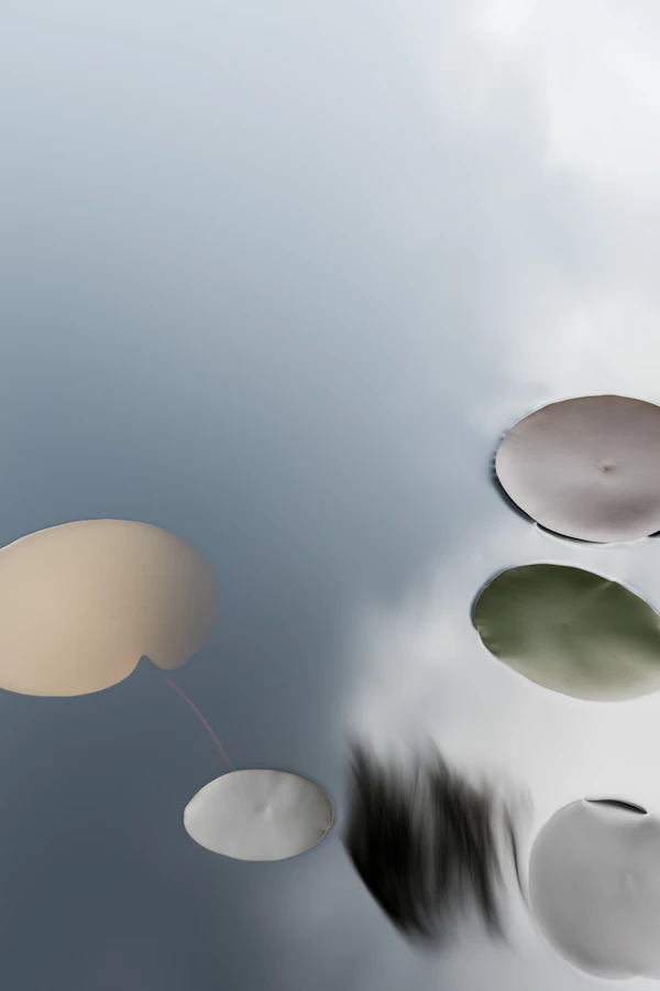 Serene Lily Pad Scene