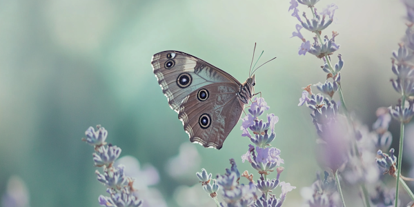 Butterfly on Lavender