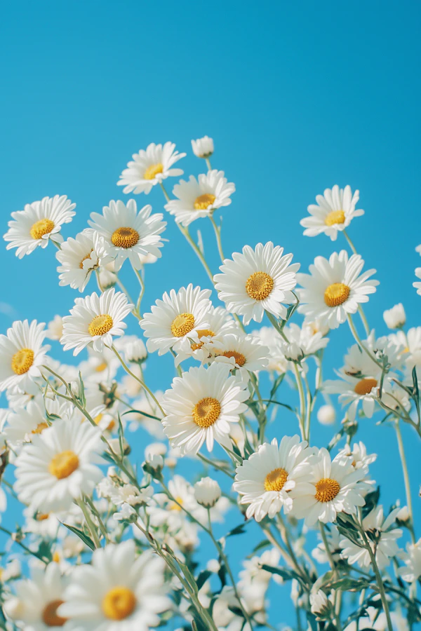 Daisies Under Blue Sky