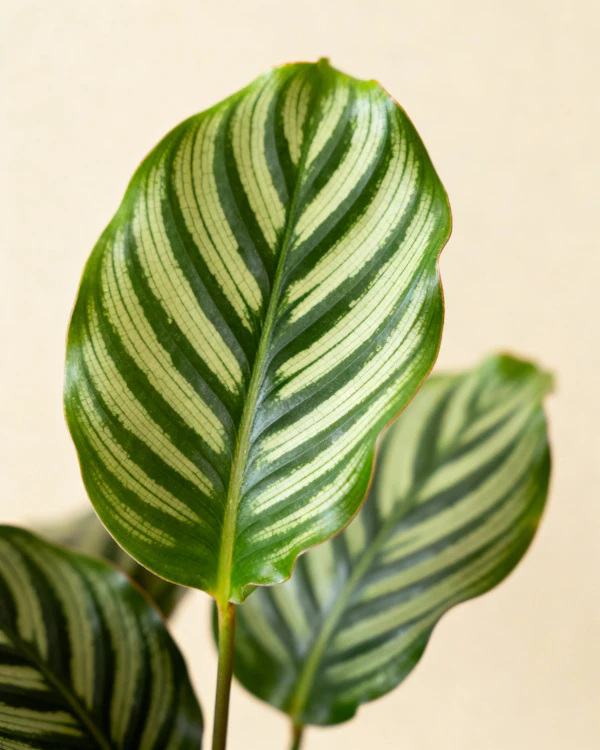 Vibrant Green Leaf