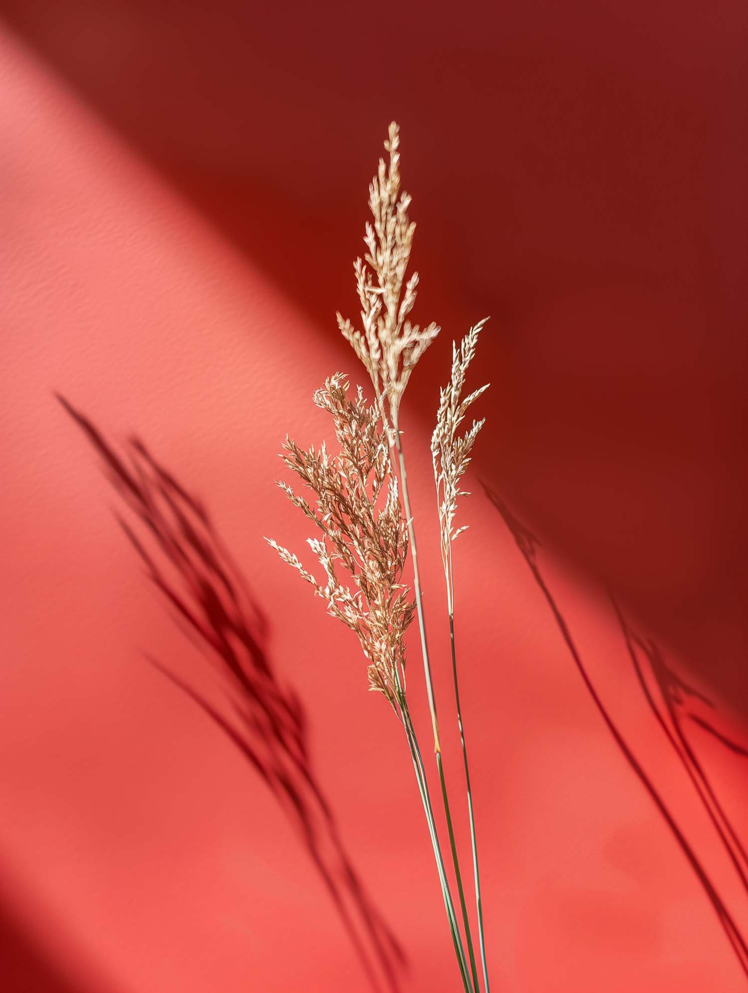 Dried Ornamental Grass Against Coral Red