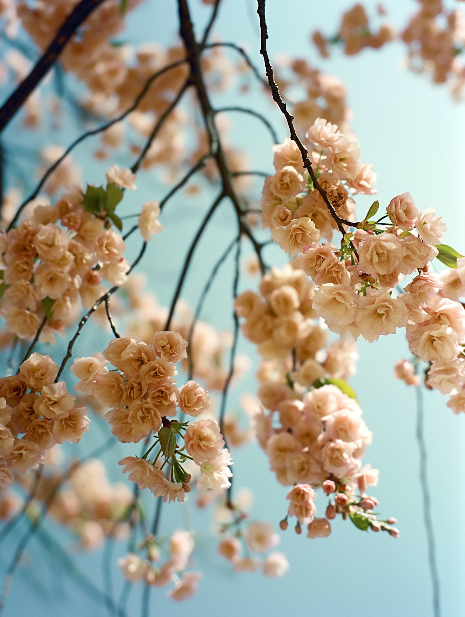 Serene Cherry Blossoms