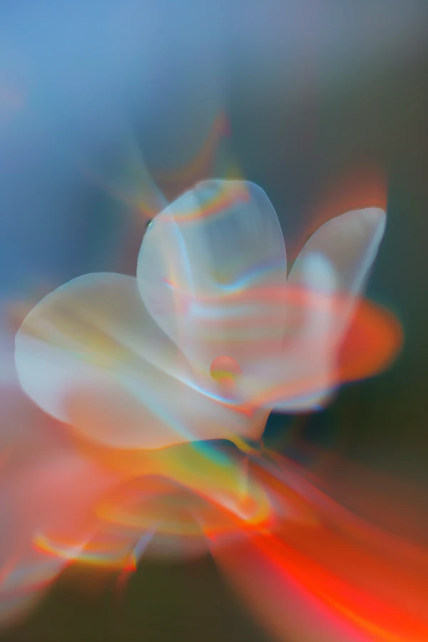 Dreamy Flower Close-Up