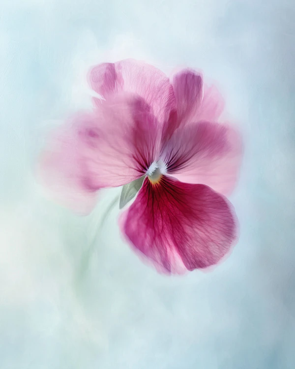 Delicate Pink Flower