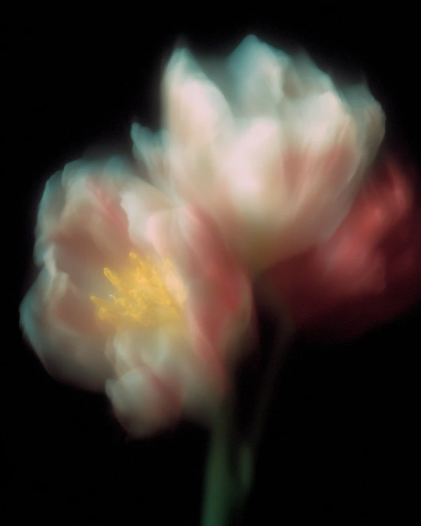 Ethereal Flower Close-Up