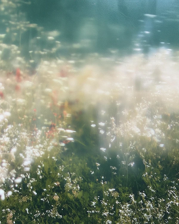 Dreamy Wildflower Meadow