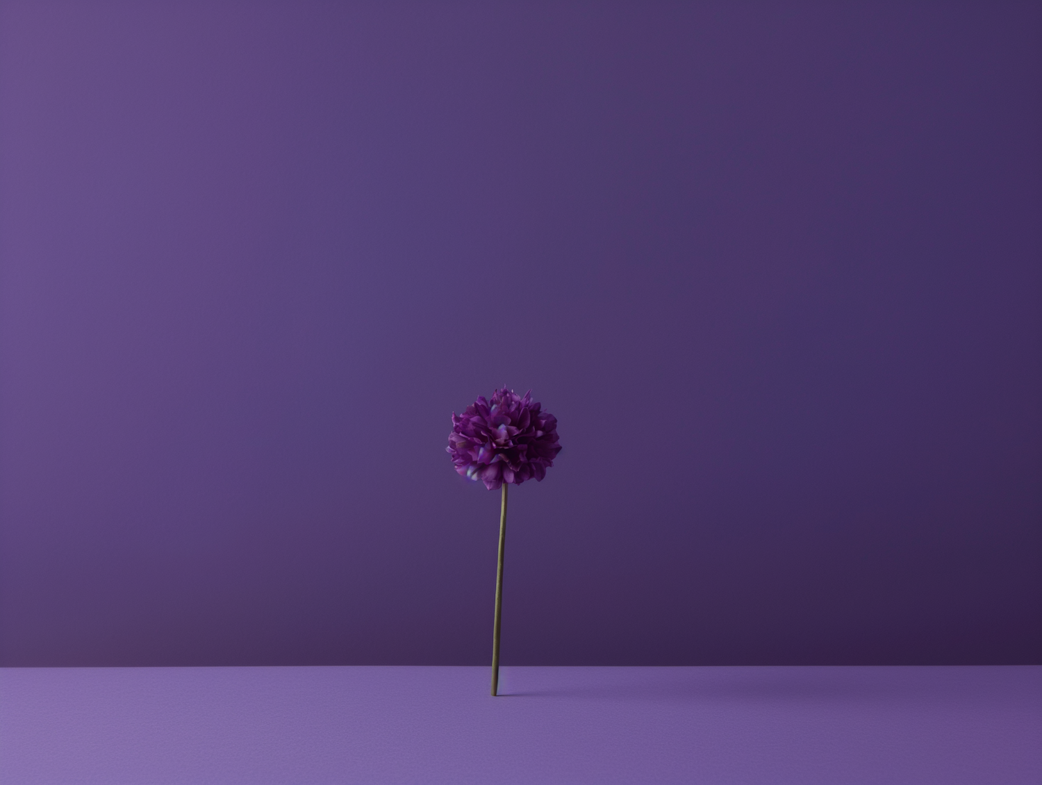 Solitary Violet Dahlia