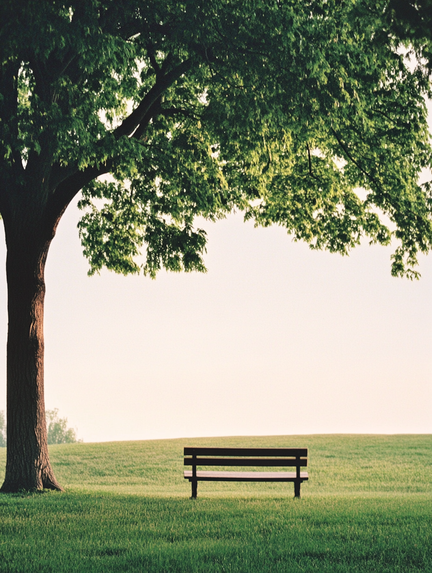 Serene Outdoor Scene with Tree and Bench