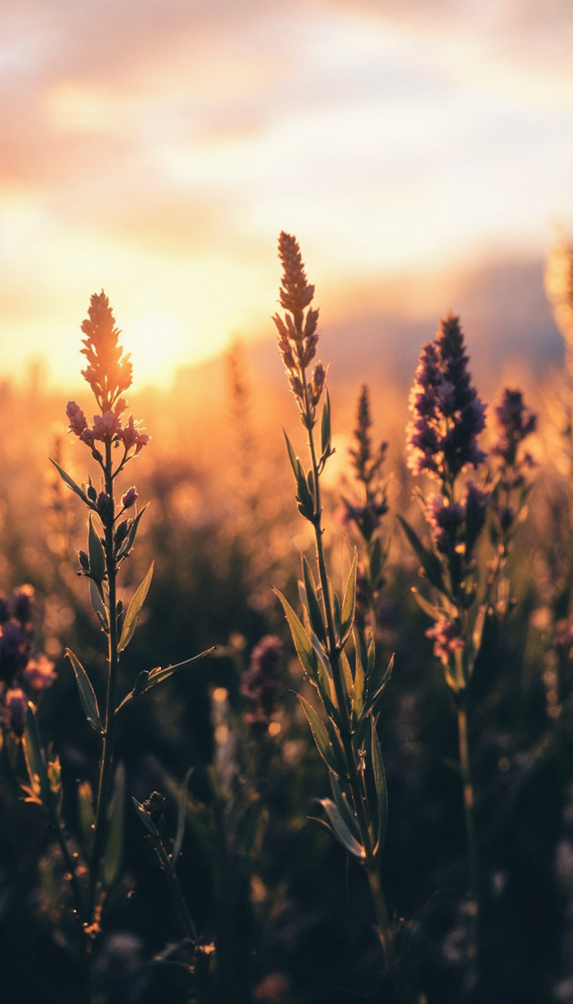 Serene Sunset with Lavender