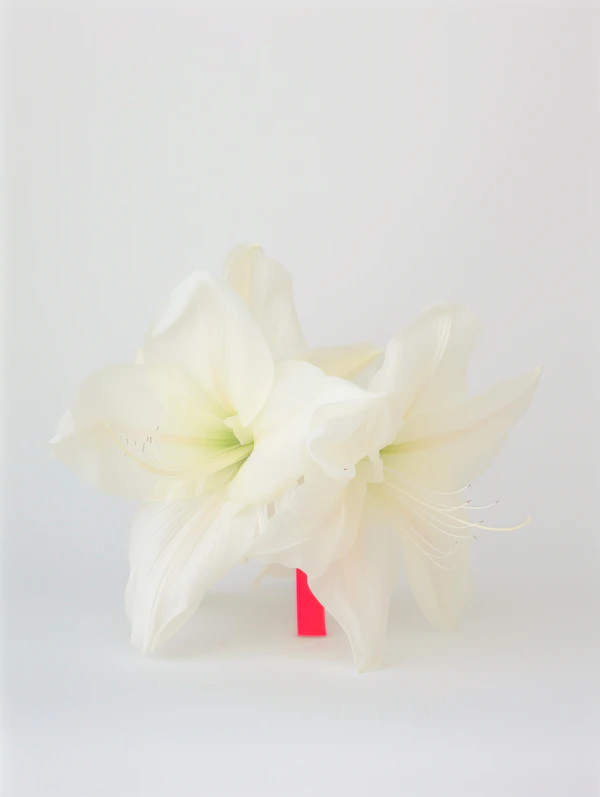 Elegant White Amaryllis