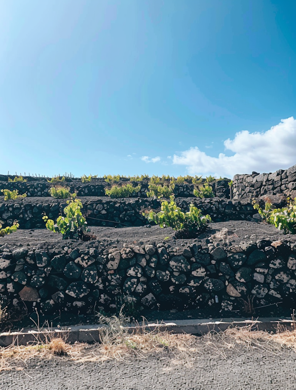 Terraced Vineyards in Volcanic Region